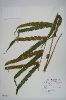 大葉毛蕨藏品圖，第1張