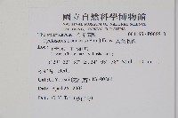 大葉毛蕨藏品圖，第2張