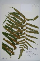 大葉毛蕨藏品圖，第3張