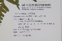 大葉毛蕨藏品圖，第4張