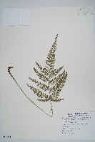 細葉複葉耳蕨藏品圖，第1張