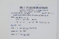 細葉複葉耳蕨藏品圖，第2張