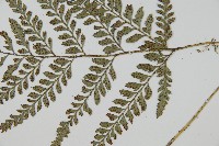 細葉複葉耳蕨藏品圖，第3張