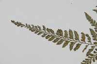 細葉複葉耳蕨藏品圖，第5張