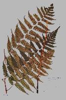 德氏雙蓋蕨藏品圖，第1張