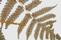 德氏雙蓋蕨藏品圖，第2張