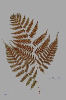 德氏雙蓋蕨藏品圖，第5張