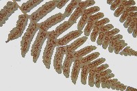 德氏雙蓋蕨藏品圖，第7張