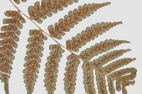 德氏雙蓋蕨藏品圖，第8張