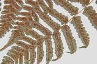 德氏雙蓋蕨藏品圖，第9張