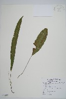 單葉雙蓋蕨藏品圖，第1張