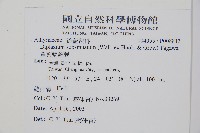 單葉雙蓋蕨藏品圖，第2張