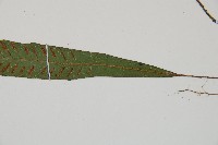 單葉雙蓋蕨藏品圖，第3張