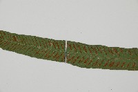 單葉雙蓋蕨藏品圖，第4張