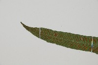 單葉雙蓋蕨藏品圖，第5張