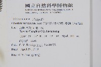 臺灣金狗毛蕨藏品圖，第2張