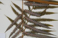 臺灣金狗毛蕨藏品圖，第4張