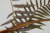 臺灣金狗毛蕨藏品圖，第5張