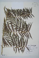 臺灣金狗毛蕨藏品圖，第6張