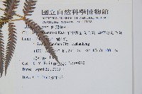 臺灣金狗毛蕨藏品圖，第7張