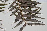 臺灣金狗毛蕨藏品圖，第8張