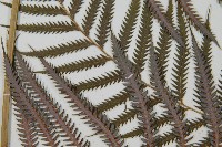 臺灣金狗毛蕨藏品圖，第10張