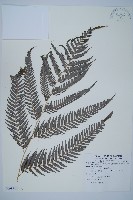 臺灣金狗毛蕨藏品圖，第11張