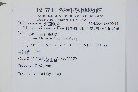 臺灣金狗毛蕨藏品圖，第12張