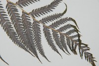 臺灣金狗毛蕨藏品圖，第13張