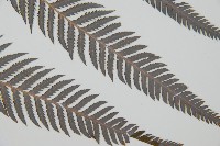 臺灣金狗毛蕨藏品圖，第14張