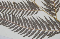 臺灣金狗毛蕨藏品圖，第15張