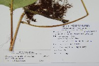 海岸星蕨藏品圖，第2張