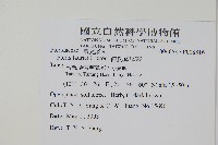 傅氏鳳尾蕨藏品圖，第2張