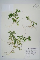 登錄號:P008818藏品圖，第1張