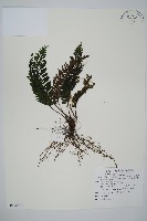 菲律賓厚葉蕨藏品圖，第1張