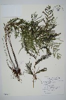 二羽達邊蕨藏品圖，第1張