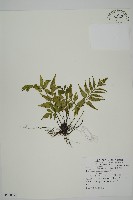 革葉鐵角蕨藏品圖，第1張