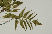 革葉鐵角蕨藏品圖，第3張