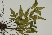 革葉鐵角蕨藏品圖，第4張