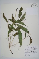 頂芽新月蕨藏品圖，第1張