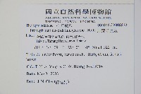 頂芽新月蕨藏品圖，第2張