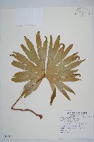 雙扇蕨藏品圖，第1張