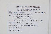 雙扇蕨藏品圖，第2張