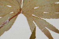 雙扇蕨藏品圖，第3張