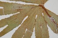 雙扇蕨藏品圖，第4張