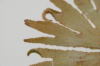 雙扇蕨藏品圖，第5張