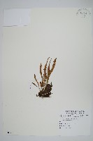 瓦葦藏品圖，第1張