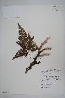 杯狀蓋陰石蕨藏品圖，第1張