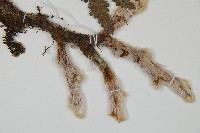 杯狀蓋陰石蕨藏品圖，第3張