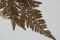 杯狀蓋陰石蕨藏品圖，第4張